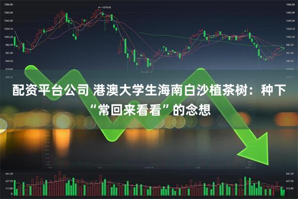 配资平台公司 港澳大学生海南白沙植茶树：种下“常回来看看”的念想